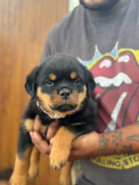 Cuccioli di rottweiler  | Foto 0