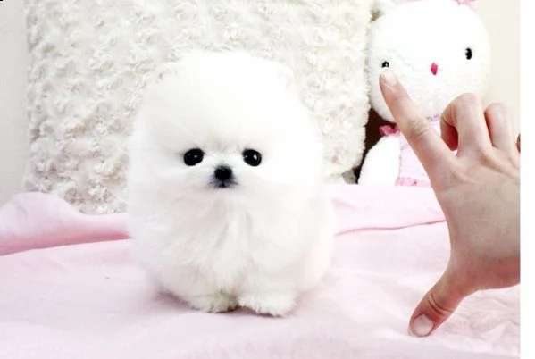 mini pomerania pomerania