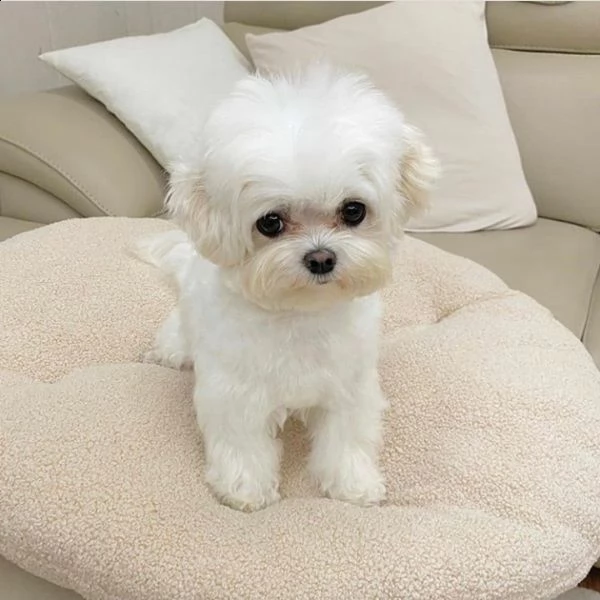 cucciolo maltese