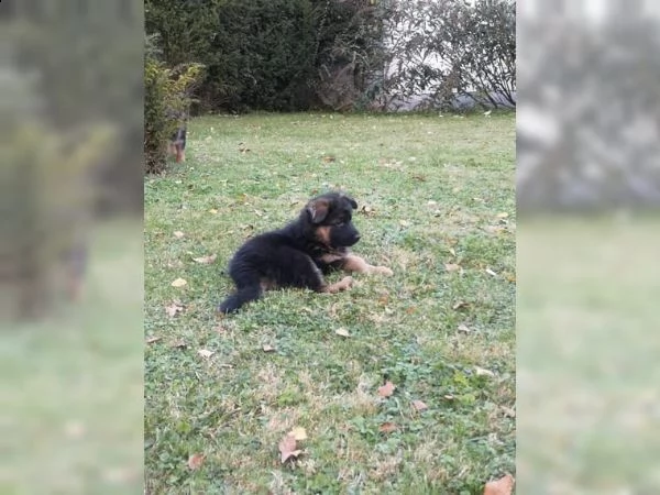 cuccioli di pastore tedesco.