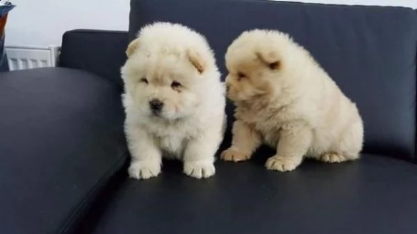 regalo cuccioli di chow chow femminucce e maschietti 