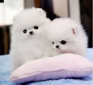 adorabili cuccioli di pomerania