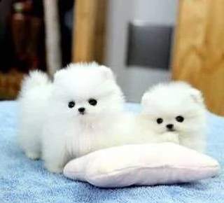 cuccioli di pomerania della famiglia.