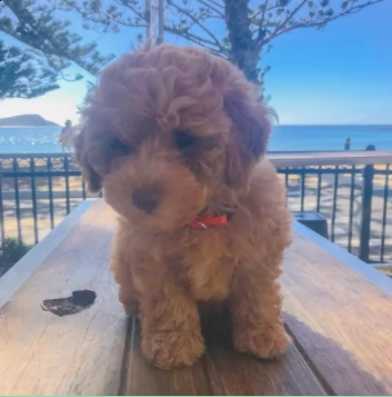 cucciolo di barboncino di razza disponibile per il regalo | Foto 0