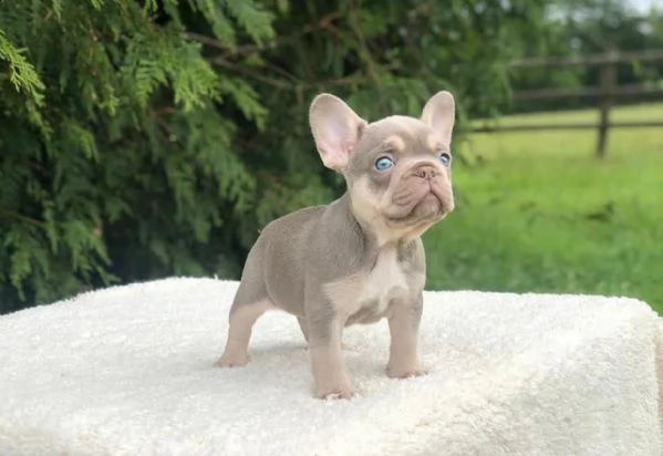 vendita kuccioli di bouledogue francese con pedigree