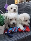 bellissimi cuccioli di maltese maschio e femmina