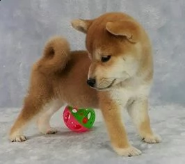 vendita cucciolo cuccioli di shiba inu con pedigree