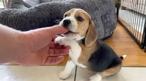 vendita cuccioli di beagle