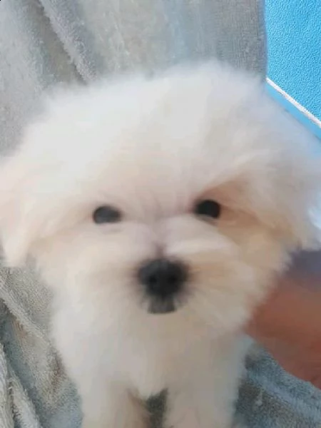 cucciolo maltese toy