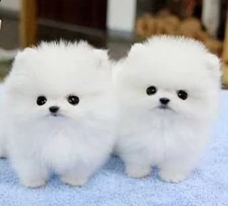 adorabile pomerania