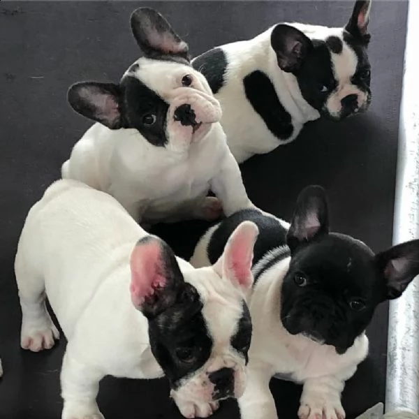 cuccioli di bulldog francese disponibili