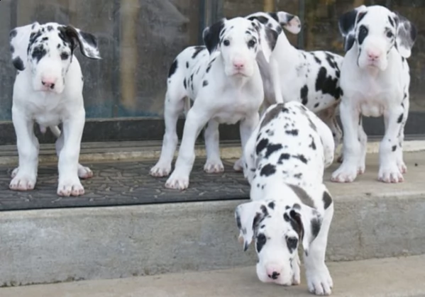 cuccioli di alano cha cha disponibili. | Foto 1