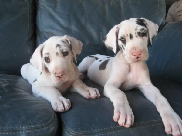 cuccioli di alano cha cha disponibili. | Foto 0