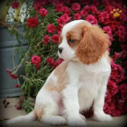 regalo bellissimi cavalier king charles spaniel maschi