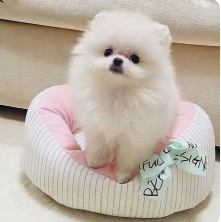 vendita splendidi cuccioli di volpino pomerania