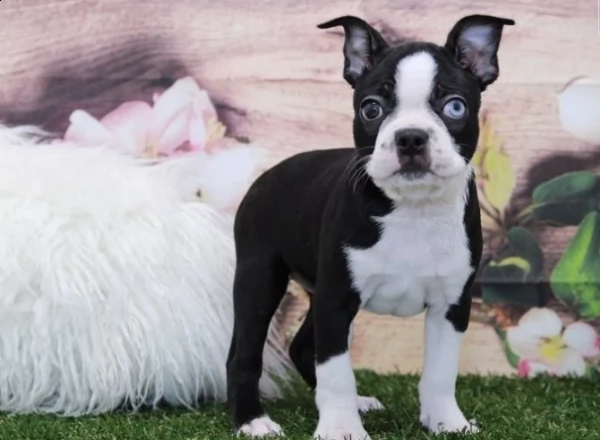 boston terrier per amare la casa