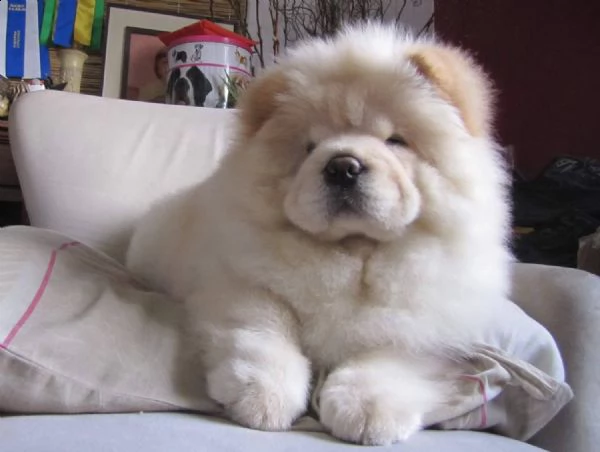 (vendita cucciolo chow chow)