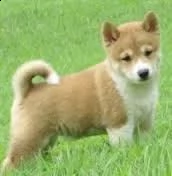 cucciolo di shiba inu tenerissimi intrigantissimi e buonissimi di 70 giorni sia maschi che femmina o