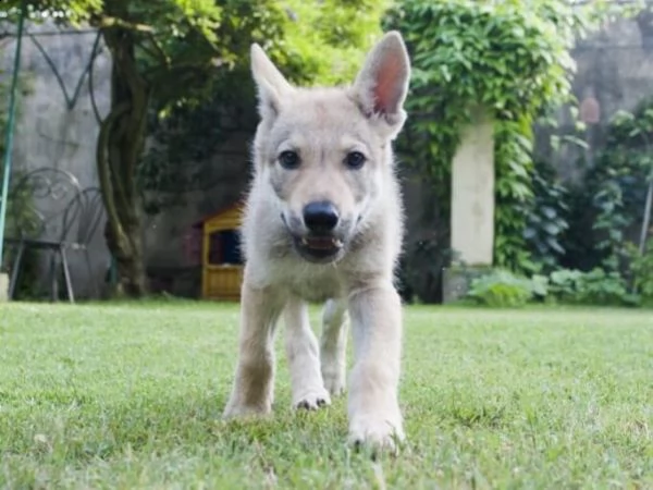 vendita cuccioli di cane lupo cecoslovacco