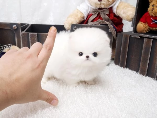 vendita cucciolo cuccioli volpino pomerania bianchi