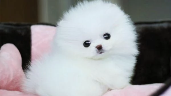 pomerania toy puppies for sale