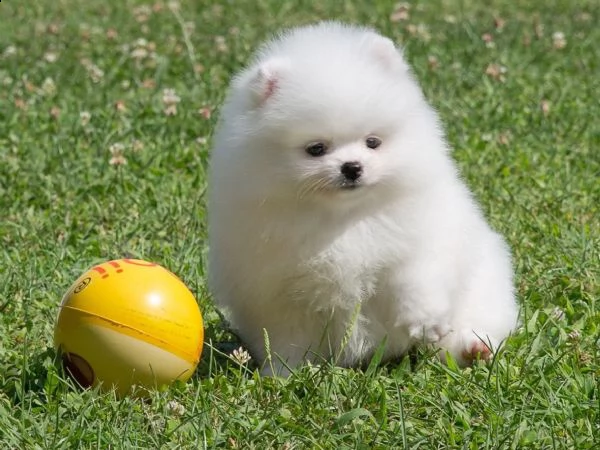 ((((((((([at][at][at][at]vendita cucciolo cuccioli volpino pomerania bianchi))))