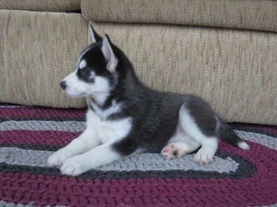  regalo husky