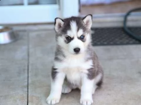  regalo husky | Foto 0