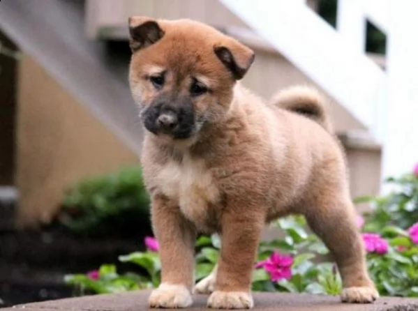 adozione cucciolata di shiba inu