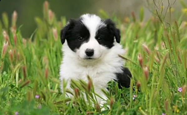 vendita cucciolo cuccioli di border collie