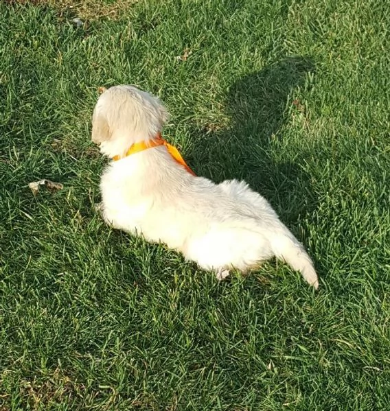 vendita cuccioli di golden retriever