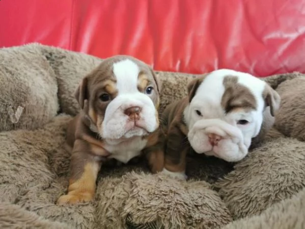 regalo cuccioli di bulldog inglese femminucce e maschietti 