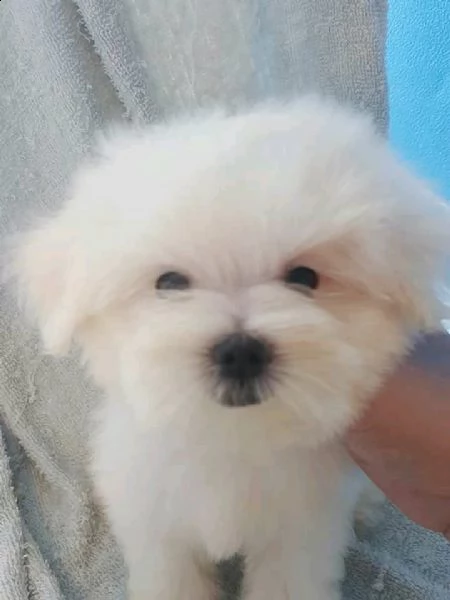 ottimo cucciolo di mini giocattolo maltese