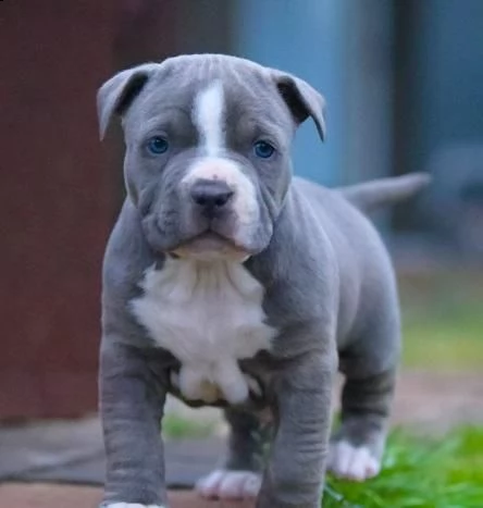 mregalo adorali cuccioli di americano pitbull feminucce e maschietti 