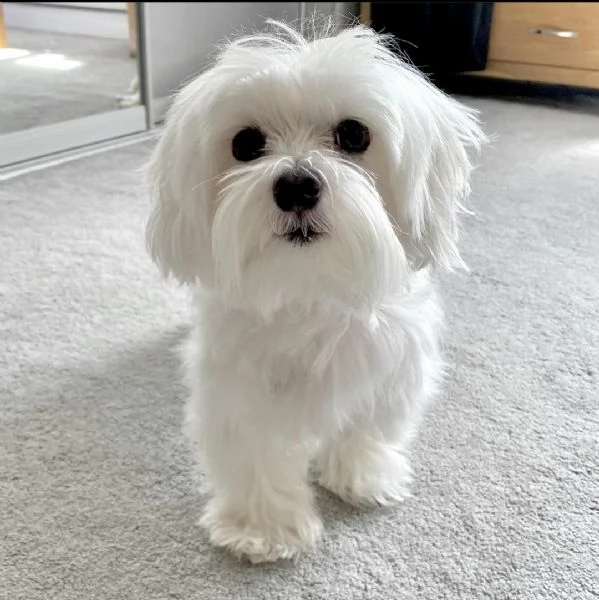 cucciolo maltese