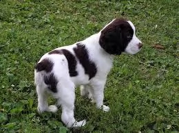 cucciolo di springer spaniel tenerissimi intrigantissimi e buonissimi di 70 giorni sia maschi che fe