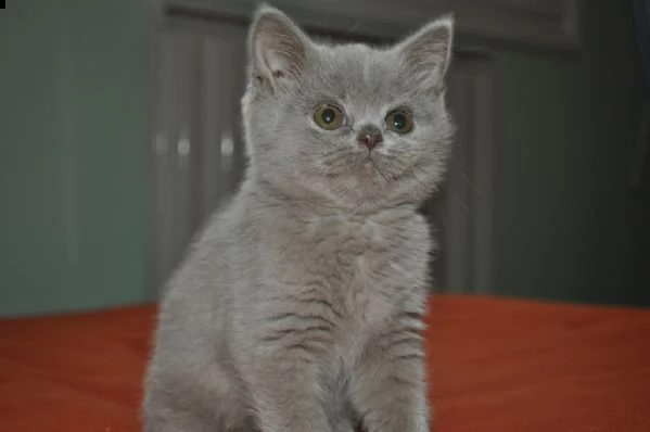 presso allevamento disponibili cuccioli british shorthair. | Foto 1