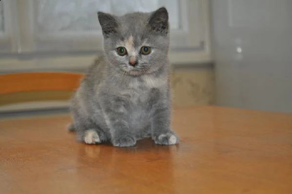 presso allevamento disponibili cuccioli british shorthair.