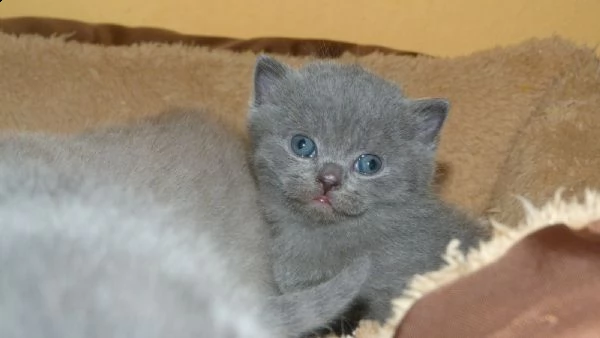 cuccioli di british shorthair maschi e femmine | Foto 0