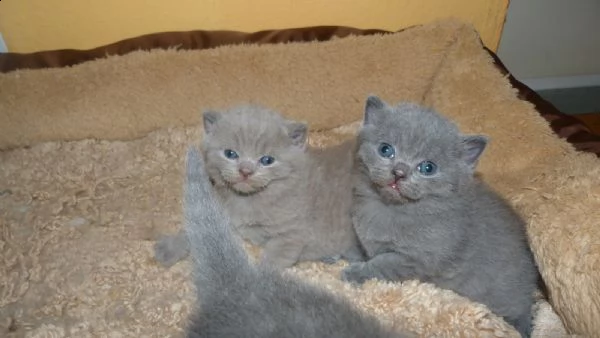 cuccioli di british shorthair maschi e femmine