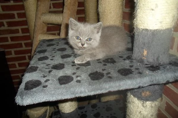  disponibili due cuccioli di british shorthair | Foto 1