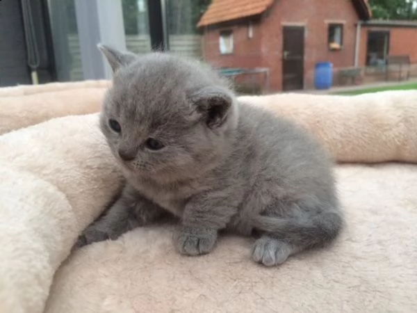  disponibili due cuccioli di british shorthair