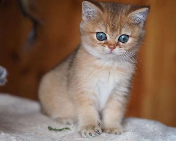 cuccioli british shorthair black silver tabby | Foto 4