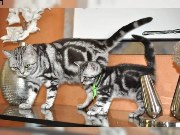 cuccioli british shorthair black silver tabby | Foto 3