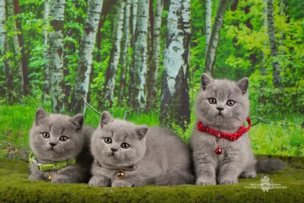 cuccioli british shorthair black silver tabby | Foto 2