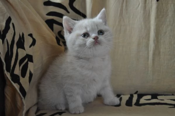 cuccioli british shorthair black silver tabby | Foto 1