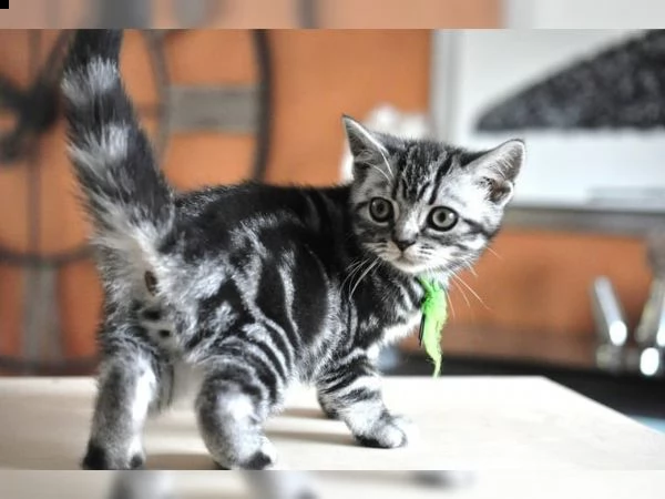 cuccioli british shorthair black silver tabby | Foto 0