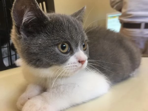 cuccioli british shorthair black silver tabby