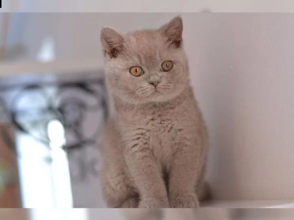 british shorthair cuccioli con pedigree anfi | Foto 5