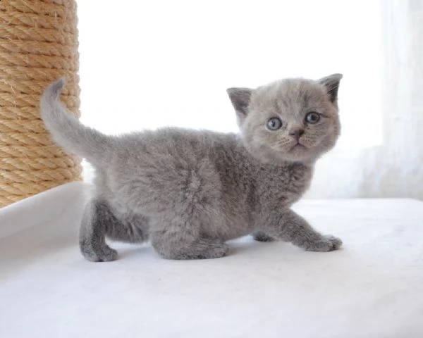 british shorthair cuccioli con pedigree anfi | Foto 4